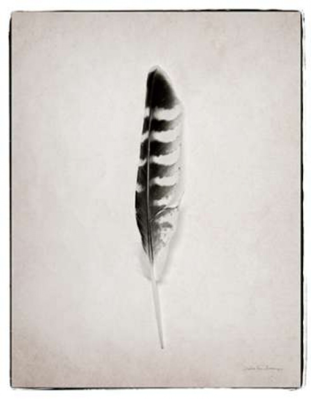 Feather IV BW Poster Print by Debra Van Swearingen - Item # VARPDX22288
